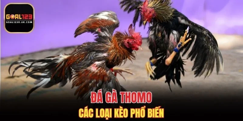 Các loại kèo chọi kê Thomo phổ biến