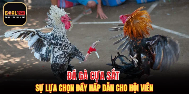 Đá gà cựa sắt sự lựa chọn đầy hấp dẫn cho hội viên