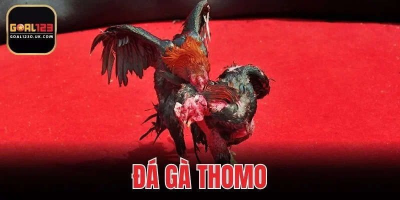 Đá Gà Thomo